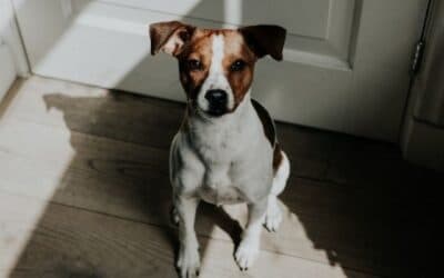 Blog 21 13 moduri în care încurcăm și ne frustrăm câinii