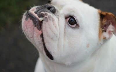 Blog 17 Top 5 moduri în care câinele tău îți citește emoțiile