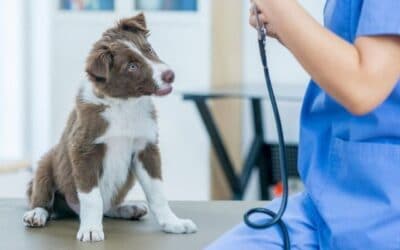 Cum să găsești medicul veterinar potrivit pentru câinele tău