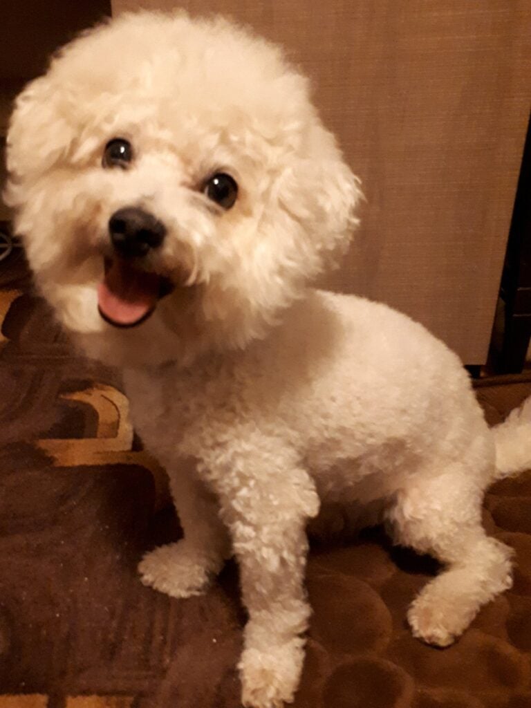 Ciobănesc german 136 Image #1 from Cristache Florela