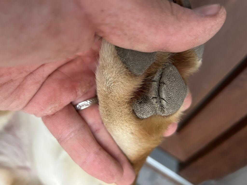 Image #1 from Pricop Marcel