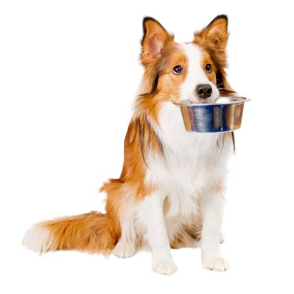 dog eats from bowl