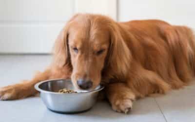 Hrana de Iarnă pentru Câini: Sfaturi de Nutriție pentru Lunile Reci