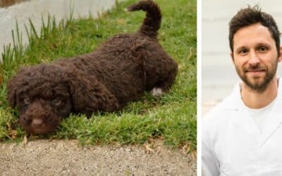 Câinelui nostru de apă Spanish, în vârstă de 4 luni, îi place să mănânce lucruri care miros neplăcut, chiar și lucruri care nu sunt comestibile. Ce ar trebui să fac?