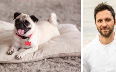 Câinele meu are scaune moi de 3 luni, mănâncă mâncare pentru câini și își scarpină picioarele din față. Ce ar trebui să fac?