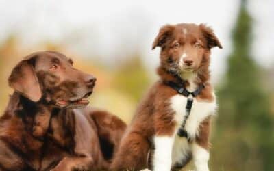 Alimentația câinilor în funcție de vârstă: Ghid nutrițional adaptat particularităților vârstei