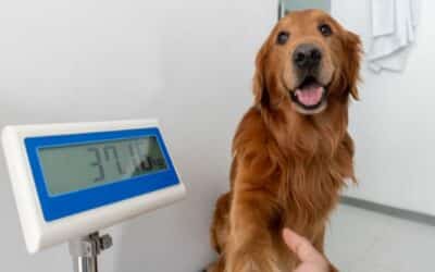 Prevenirea obezității la câini: Ghid pentru prevenirea și gestionarea excesului de greutate