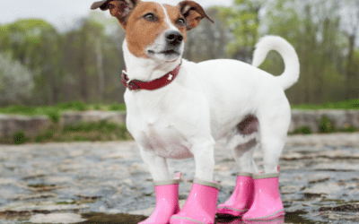 Ploaie de primăvară și câini: Cum să te pregătești pentru vremea neprevăzută?