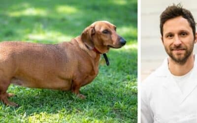 Blog 19 Îmi fac griji pentru câinele meu în vârstă de șase ani, un amestec de teckel, care pare să fie tot timpul flămând și, din păcate, a devenit supraponderal. Ce pot face pentru a-l ajuta să-și recupereze greutatea ideală?