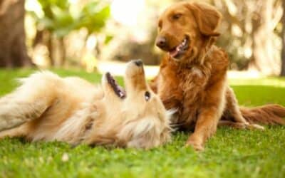 Blog 16 Provocări de sfârșit de primăvară: 7+1 Jocuri în aer liber pentru câinele tău