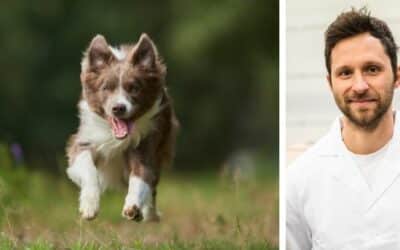 Câinele meu border collie de 5 ani, Alex, a băut multă apă în ultima vreme. Mă tem că ar putea avea o problemă de sănătate. Ce îmi recomanzi în această situație?