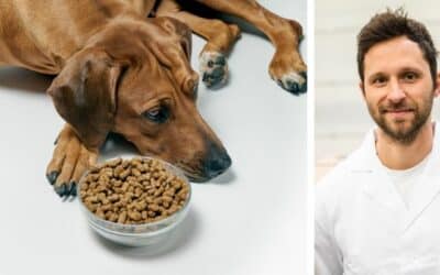 Bella nu mănâncă mâncare uscată. Încă de când era mică, a primit întotdeauna conserve și acum vrem să trecem la mâncarea uscată. I-am cumpărat mai multe tipuri, dar nici măcar nu vrea să le atingă. Cum aș putea să o obișnuiesc? Bella este o femelă de ridgeback de 2 ani. Ce ai recomanda?