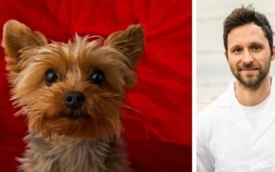 Lana, yorkshire terrier de doi ani, nu mănâncă hrana Ted. Ce să fac?