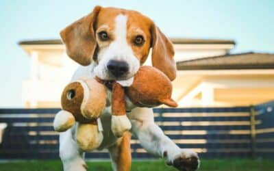 Vitamine și minerale în alimentația câinilor: De ce sunt esențiale?