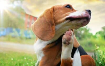 Câini și alergii: Recunoaștere și metode eficiente de tratament