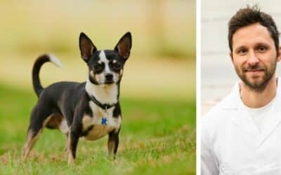 Care ar fi cea mai bună hrană pentru Luna și Merlin, cei doi chihuahua?