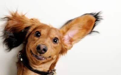 Urechile câinelui tău în pericol? Așa previi infecțiile pe timp de vară!