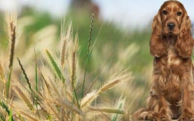 Pericolul Secret al Verii: Spicul de Orz