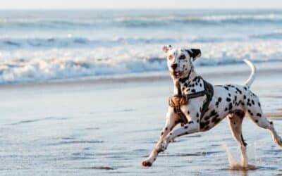 Scăldatul cu câinii 101: Tot ce trebuie să știi