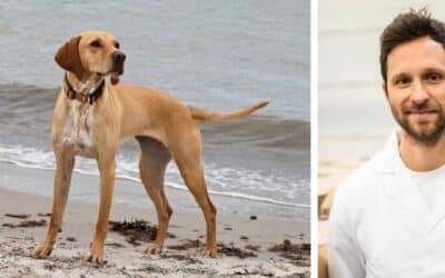 Alison, un metis de vizslă de 6 ani, a slăbit foarte mult