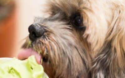 5 Rețete Ușoare și Răcoritoare pentru Câinele Tău pe Timp de Vară