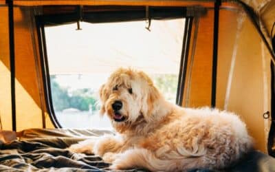 Totul despre Vacanțele cu Câinele: Cum să Faci ca Vacanța Comună să Fie Perfectă
