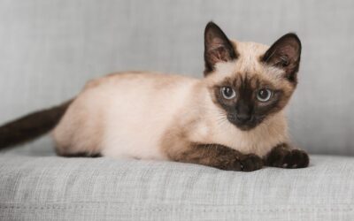 Pisică Thailandeză: Ghidul Iubitorilor de Feline