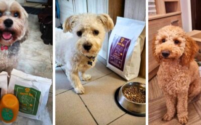 Ghid pentru dozarea și tranziția hranei pentru câini (pași de început)