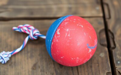 Aport pentru câini – Tot ce trebuie să știi!