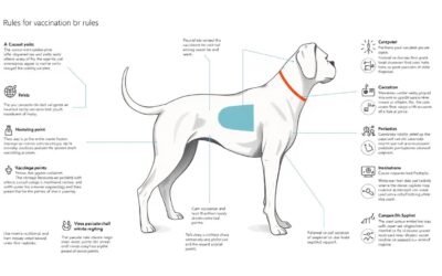 Reguli privind vaccinarea antirabică a câinilor – Tot ce trebuie să știi despre asta!