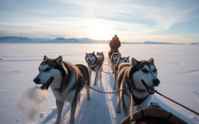 Blog 18 Sănii trase de câini – Tot ce trebuie să știi despre asta!