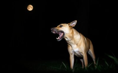 Lătratul nocturn al câinelui – Tot ce trebuie să știi despre asta!