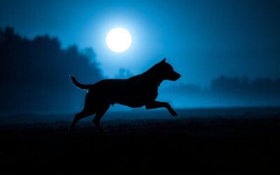 Necesitatea de mișcare nocturnă a câinelui – Tot ce trebuie să știi despre asta!