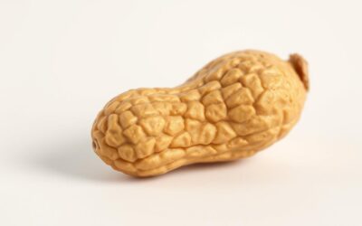 Blog 19 Poate câinele meu să mănânce alune? – Tot ce trebuie să știi despre asta!