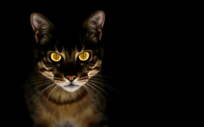 Vederea nocturnă a pisicii – Tot ce trebuie să știi despre asta!