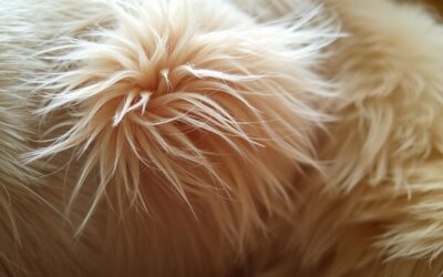 Năpârlire excesivă la câini – Tot ce trebuie să știi despre asta!