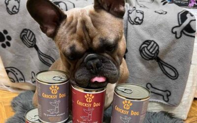 De ce e importantă o rutină alimentară echilibrată pentru câini?