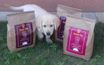 Cum îți dezveți câinele de prea multe recompense (cantitățile mari pot dăuna)?