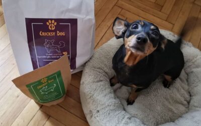 În ce situații de viață ar trebui să ajustezi porțiile câinelui tău?