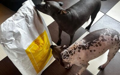 Experiențe cu abonamentul CricksyDog – mai comod decât credeai