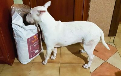 Achiziționează toppingul vegan Mr. Easy de la CricksyDog pentru câinii mofturoși