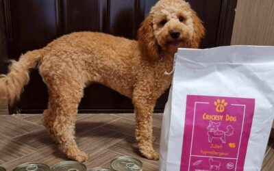 Blog 20 Hrana CricksyDog oferită zilnic – după 1 lună