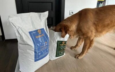 Comportamentul câinilor după trecerea la hrana CricksyDog