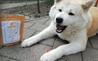 Cum combini hrana pentru a o adapta nevoilor câinelui tău?