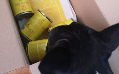 Ce înseamnă modificările de greutate ale câinelui după schimbarea hranei?