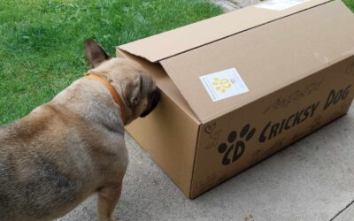 Blog 21 Pentru câinii cu probleme de piele, hrana Juliet sau Ted a dat rezultate mai bune?