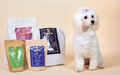 Blog 17 Efectul curei cu vitamine Twinky la câinii mai în vârstă