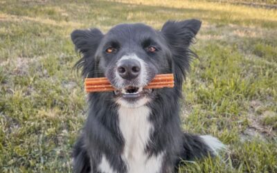 Blog 24 Când e momentul potrivit pentru a reface stocul de hrană CricksyDog?