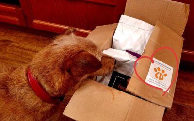 Blog 16 Juliet sau Ted – ce hrană să alegi pentru câinele sensibil?