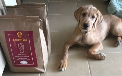 Păreri despre hrana Chucky de la stăpâni de căței